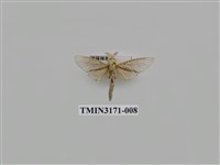 藏品(細豹斑蠹蛾)的圖片